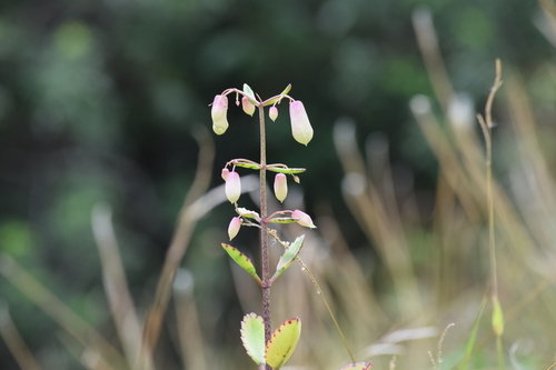 Cathedral bells (Kalanchoe pinnata)