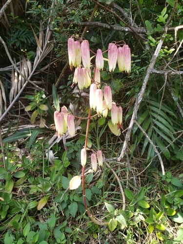 Cathedral bells (Kalanchoe pinnata)