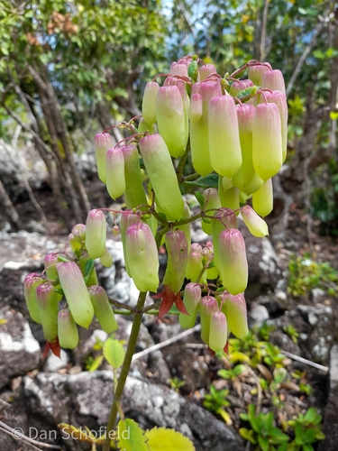 Cathedral bells (Kalanchoe pinnata)