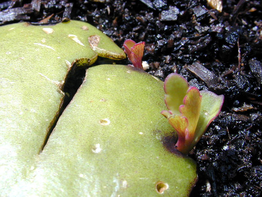 Cathedral bells (Kalanchoe pinnata)
