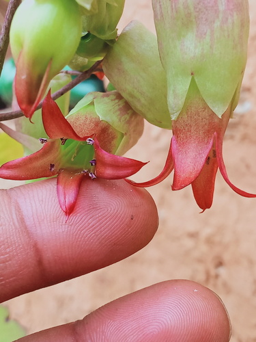 Cathedral bells (Kalanchoe pinnata)