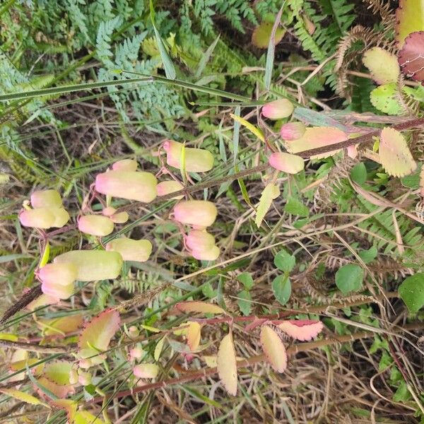 Cathedral bells (Kalanchoe pinnata)