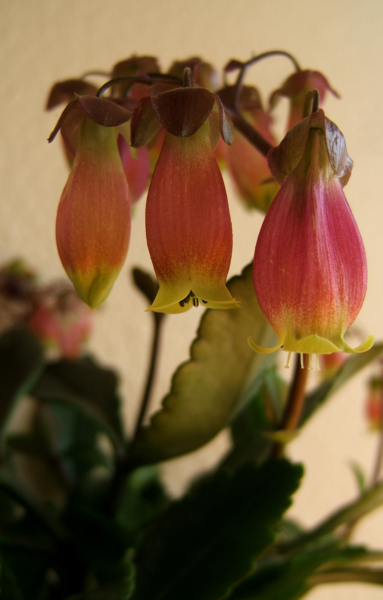 Kalanchoe porphyrocalyx: Kalanchoe miniata Hils. & Bojer ex Tul. Synonyms: Bryophyllum miniatum (Hils. & Bojer ex Tul.) A.Berger; Kalanchoe subpeltata Baker; Kitchingia miniat a (Hils.