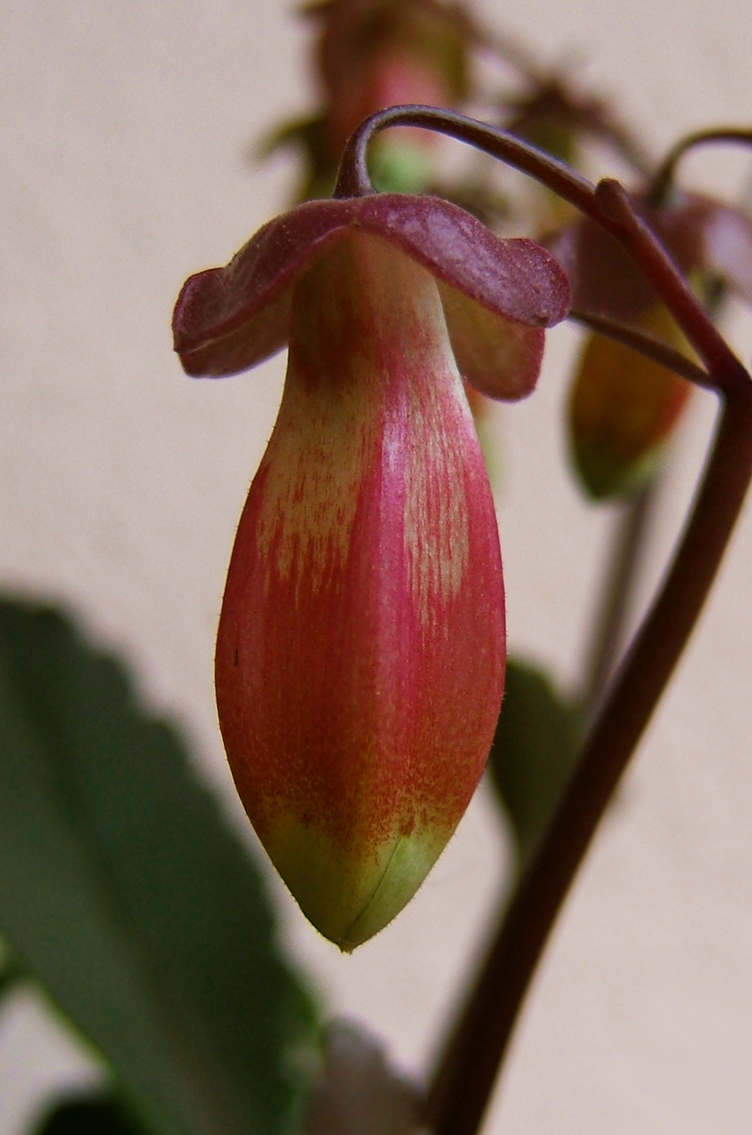 Kalanchoe porphyrocalyx: Kalanchoe miniata Hils. & Bojer ex Tul. Synonyms: Bryophyllum miniatum (Hils. & Bojer ex Tul.) A.Berger; Kalanchoe subpeltata Baker; Kitchingia miniat a (Hils.