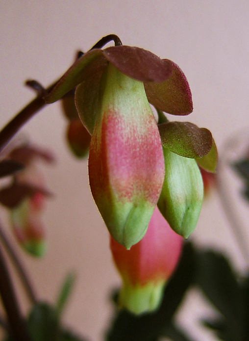 Kalanchoe porphyrocalyx: Kalanchoe miniata Hils. & Bojer ex Tul. Synonyms: Bryophyllum miniatum (Hils. & Bojer ex Tul.) A.Berger; Kalanchoe subpeltata Baker; Kitchingia miniat a (Hils.