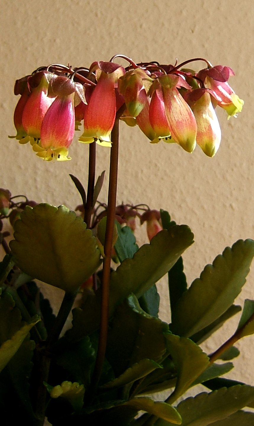 Kalanchoe porphyrocalyx: Kalanchoe miniata Hils. & Bojer ex Tul. Synonyms: Bryophyllum miniatum (Hils. & Bojer ex Tul.) A.Berger; Kalanchoe subpeltata Baker; Kitchingia miniat a (Hils.