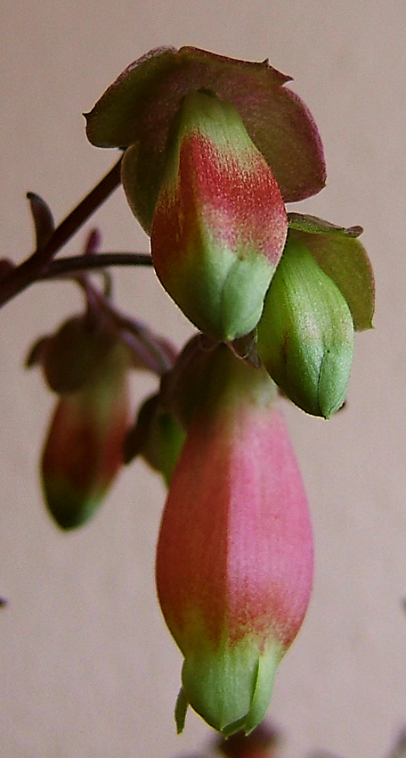 Kalanchoe porphyrocalyx: Kalanchoe miniata Hils. & Bojer ex Tul. Synonyms: Bryophyllum miniatum (Hils. & Bojer ex Tul.) A.Berger; Kalanchoe subpeltata Baker; Kitchingia miniat a (Hils.