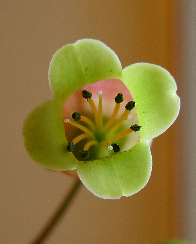 Kalanchoe porphyrocalyx: Kalanchoe miniata Hils. & Bojer ex Tul. Synonyms: Bryophyllum miniatum (Hils. & Bojer ex Tul.) A.Berger; Kalanchoe subpeltata Baker; Kitchingia miniat a (Hils.