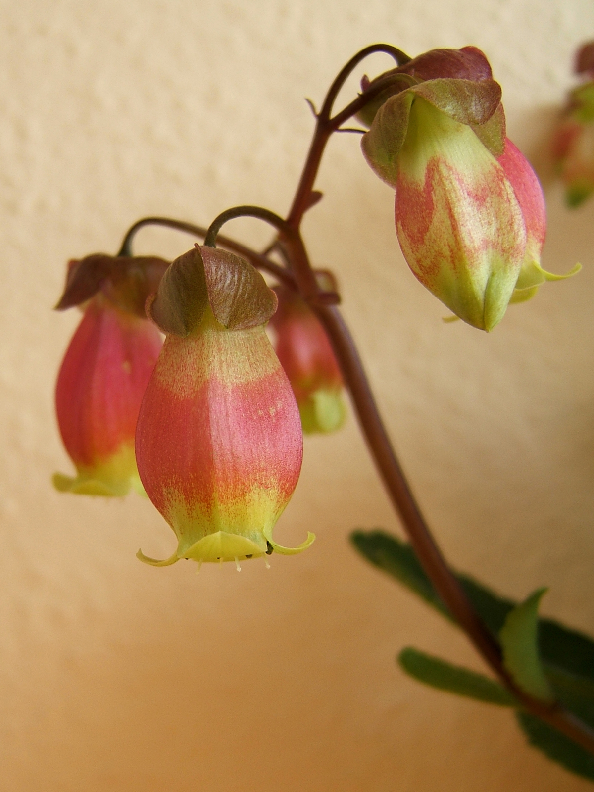 Kalanchoe porphyrocalyx: Kalanchoe miniata Hils. & Bojer ex Tul. Synonyms: Bryophyllum miniatum (Hils. & Bojer ex Tul.) A.Berger; Kalanchoe subpeltata Baker; Kitchingia miniat a (Hils.