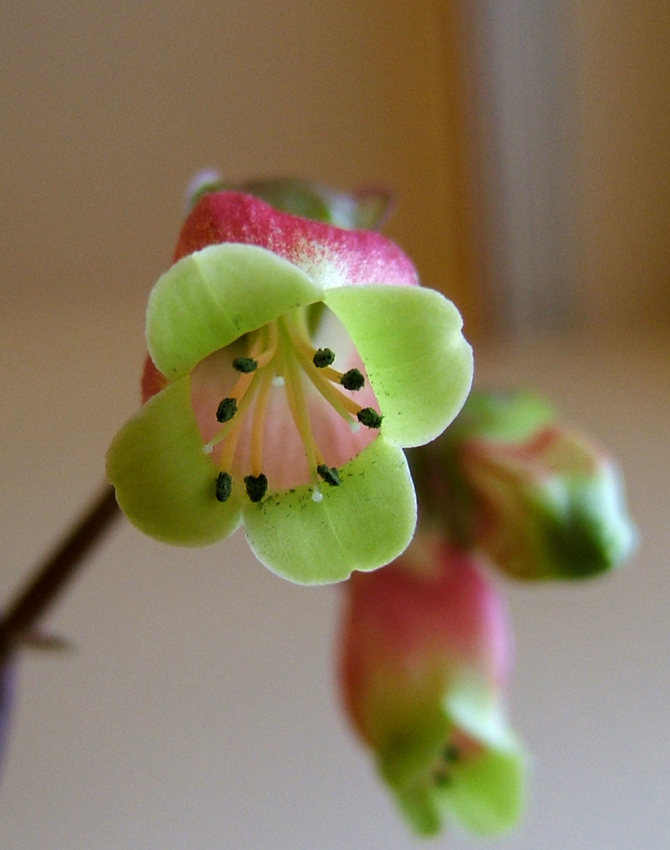 Kalanchoe porphyrocalyx: Kalanchoe miniata Hils. & Bojer ex Tul. Synonyms: Bryophyllum miniatum (Hils. & Bojer ex Tul.) A.Berger; Kalanchoe subpeltata Baker; Kitchingia miniat a (Hils.