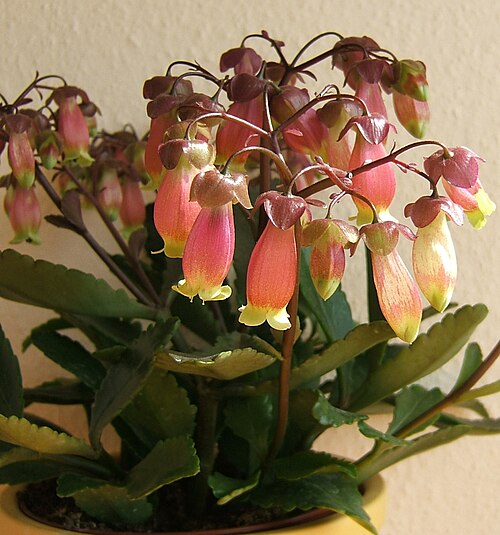 Kalanchoe porphyrocalyx: Kalanchoe miniata Hils. & Bojer ex Tul. Synonyms: Bryophyllum miniatum (Hils. & Bojer ex Tul.) A.Berger; Kalanchoe subpeltata Baker; Kitchingia miniat a (Hils.