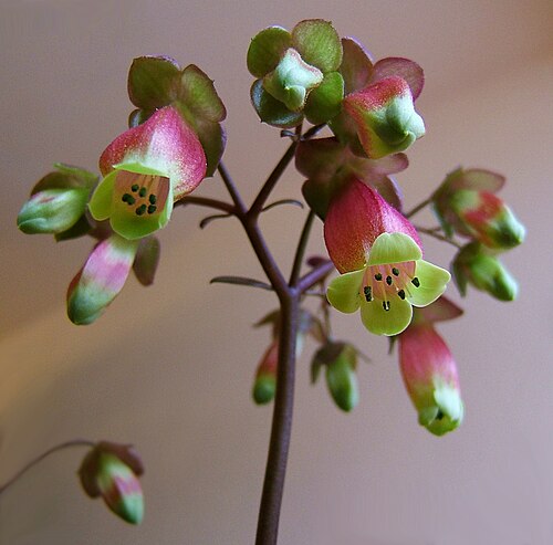 Kalanchoe porphyrocalyx: Kalanchoe miniata Hils. & Bojer ex Tul. Synonyms: Bryophyllum miniatum (Hils. & Bojer ex Tul.) A.Berger; Kalanchoe subpeltata Baker; Kitchingia miniat a (Hils.
