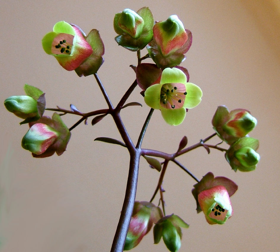 Kalanchoe porphyrocalyx: Kalanchoe miniata Hils. & Bojer ex Tul. Synonyms: Bryophyllum miniatum (Hils. & Bojer ex Tul.) A.Berger; Kalanchoe subpeltata Baker; Kitchingia miniat a (Hils.