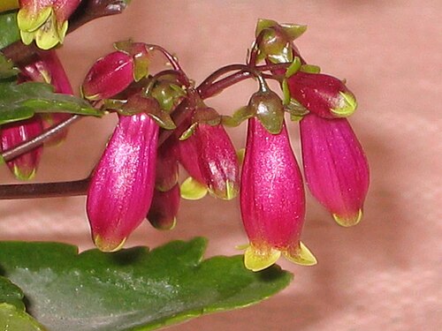 Kalanchoe porphyrocalyx: 紅提燈(吊燈長壽花) Kalanchoe miniata Wendy [香港花展 Hong Kong Flower Show]