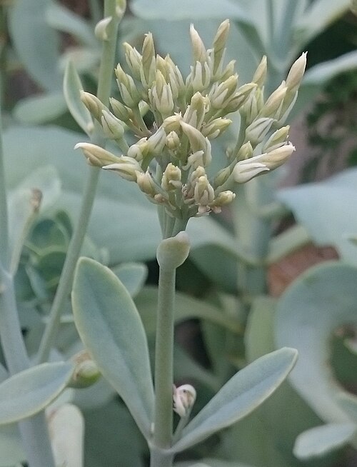 Kalanchoe prittwitzii: Kalanchoe prittwitzii im Botanischen Garten Hamburg