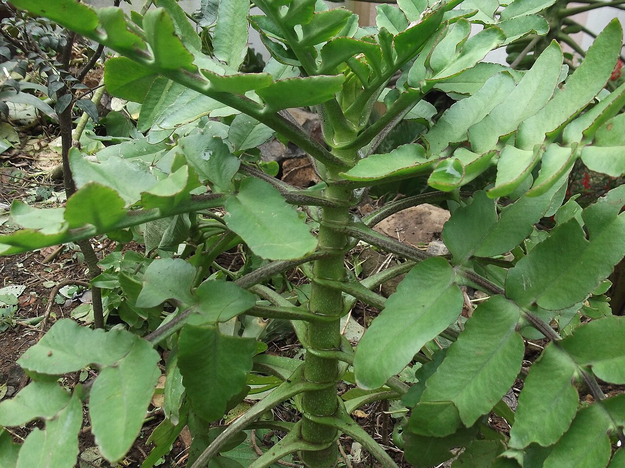 Kalanchoe prolifera: Succulent herb,leaves pinnate.