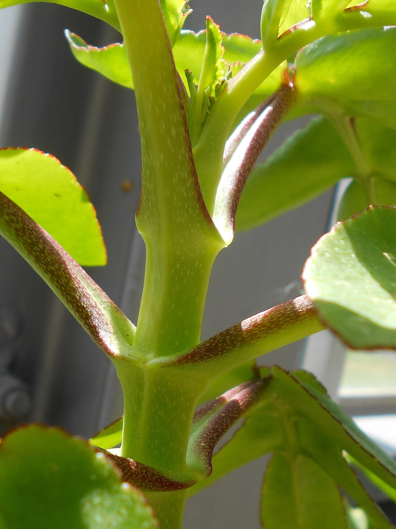 Kalanchoe prolifera: Kalanchoe prolifera , Botanischer Garten Berlin.
