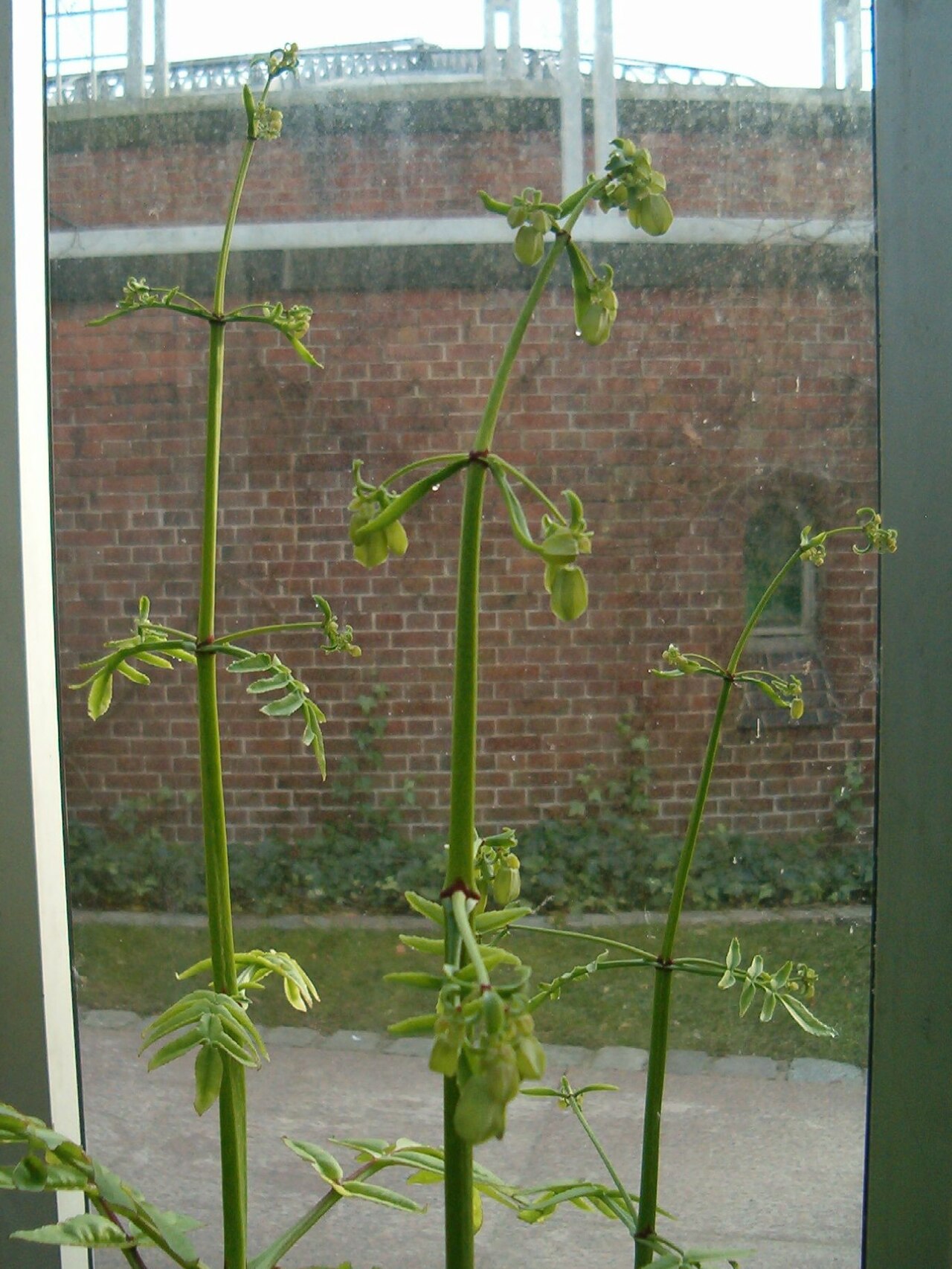 Kalanchoe prolifera: Location: Botanical Gardens Berlin Dahlem Xerophyt