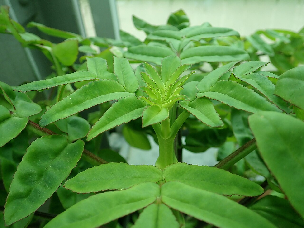 Kalanchoe prolifera: Kalanchoe prolifera , botanical garden in Berlin.