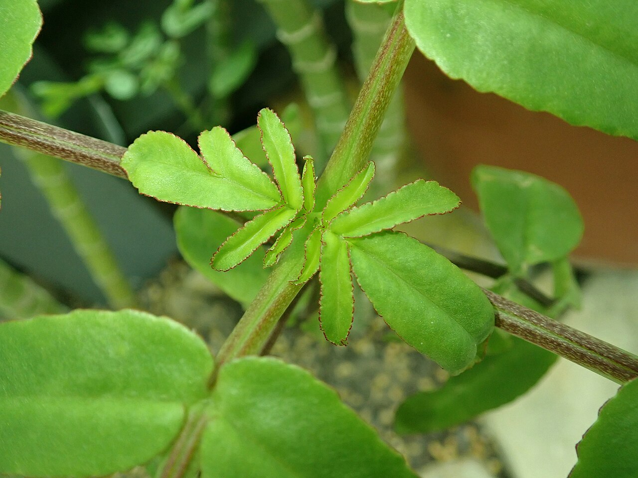 Kalanchoe prolifera: Kalanchoe prolifera , botanical garden in Berlin.