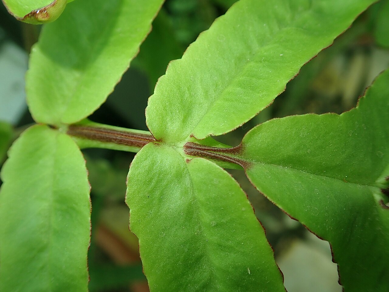 Kalanchoe prolifera: Kalanchoe prolifera , botanical garden in Berlin.