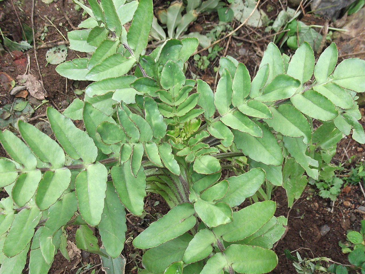 Kalanchoe prolifera: Succulent herb,leaves pinnate.