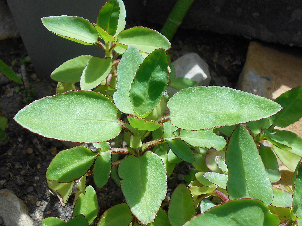 Kalanchoe prolifera: Kalanchoe prolifera , Botanischer Garten Berlin.