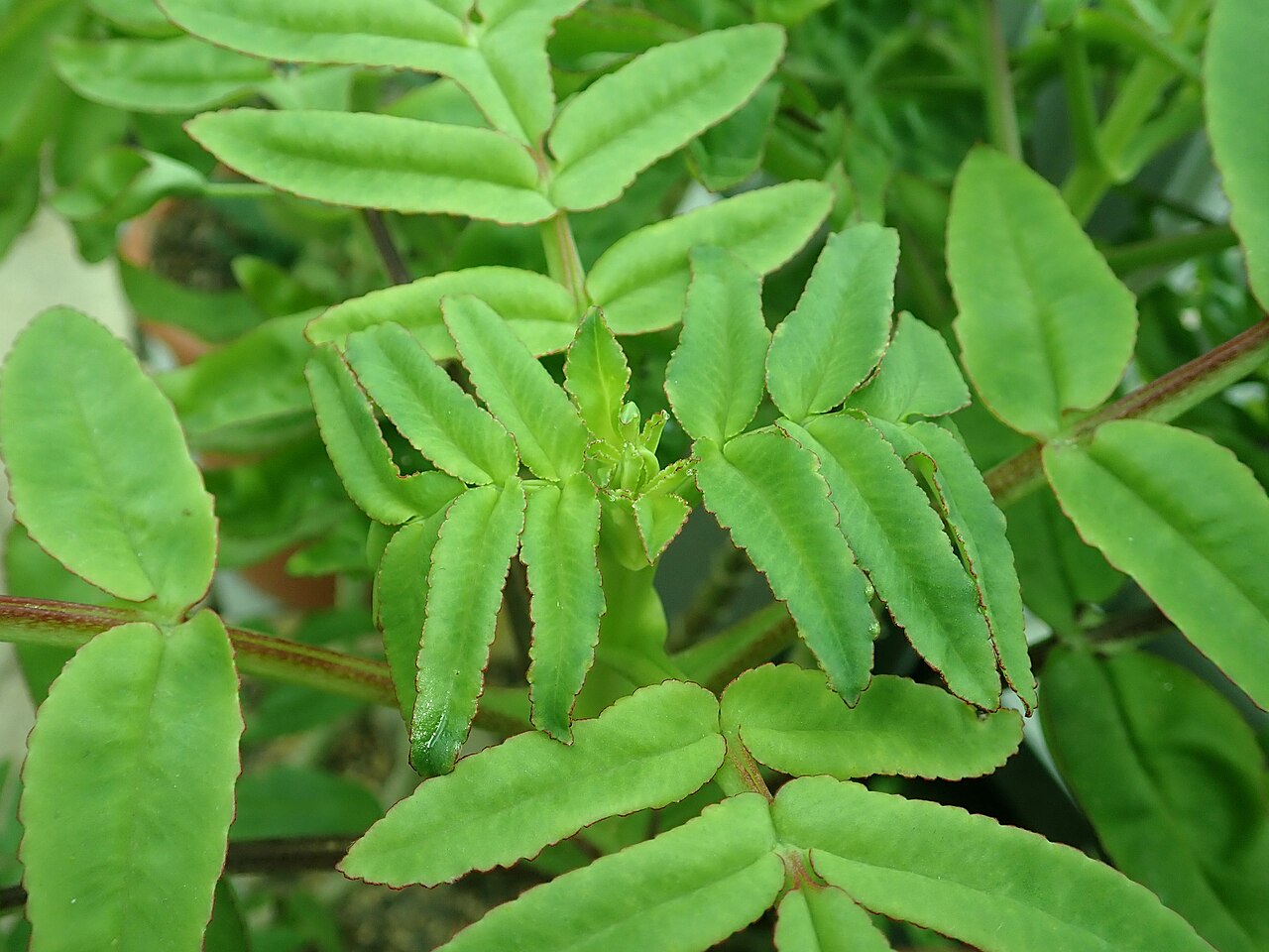 Kalanchoe prolifera: Kalanchoe prolifera , botanical garden in Berlin.