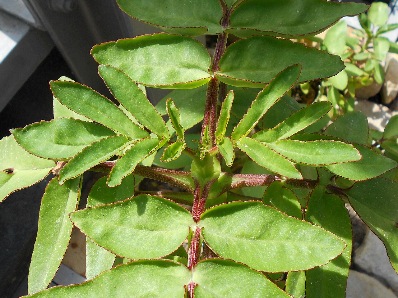 Kalanchoe prolifera: Kalanchoe prolifera , Botanischer Garten Berlin.