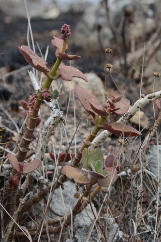 Kalanchoe pubescens (Kalanchoe pubescens)