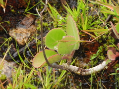 Kalanchoe pubescens (Kalanchoe pubescens)