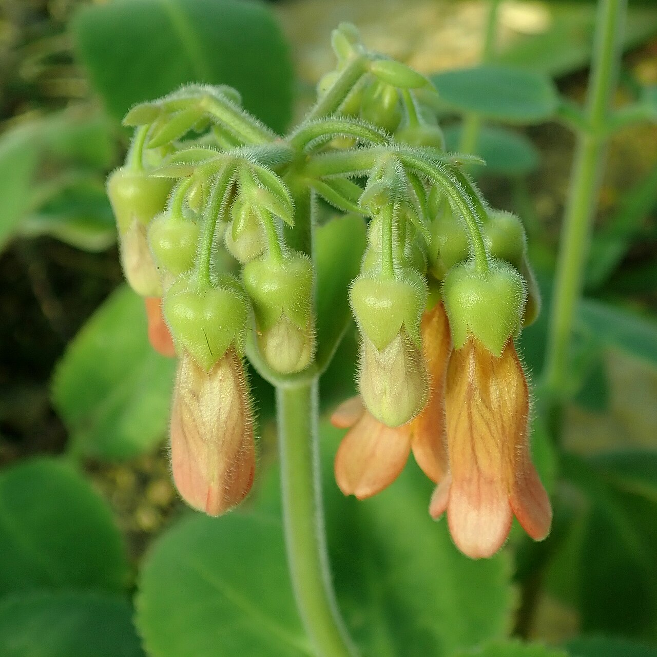 Kalanchoe pubescens: Kalanchoe pubescens , botanical garden in Berlin.