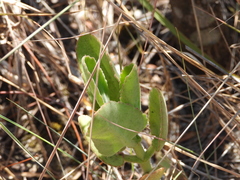 Kalanchoe pubescens (Kalanchoe pubescens)