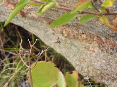 Kalanchoe pubescens (Kalanchoe pubescens)