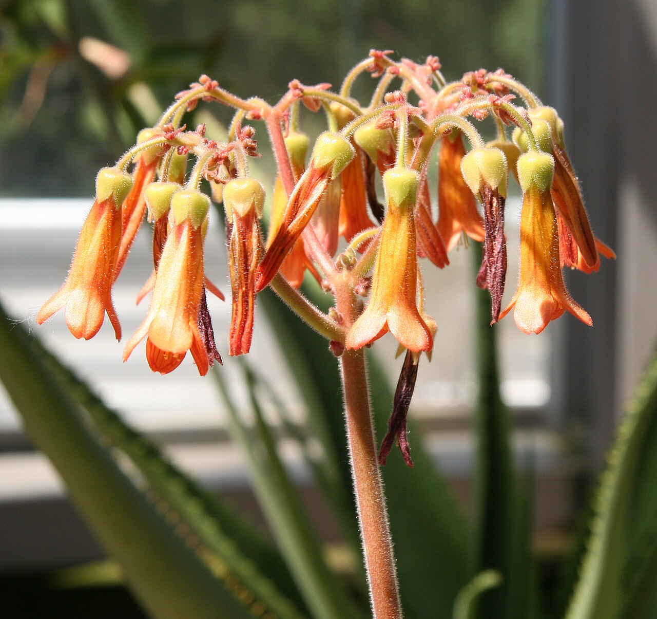 Kalanchoe pubescens: Kalanchoe pubescens im Botanischen Garten Berlin