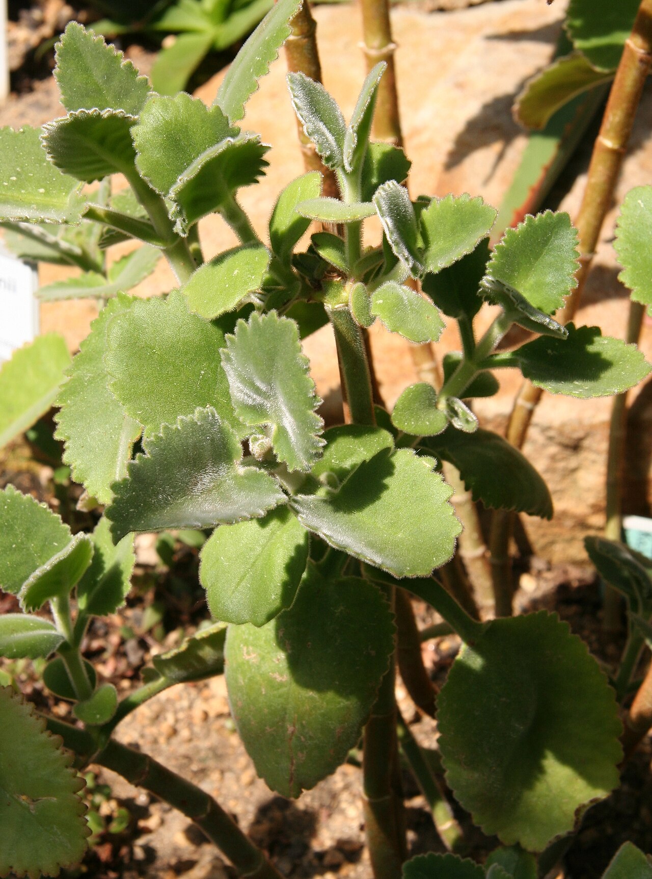 Kalanchoe pubescens: Kalanchoe pubescens im Botanischen Garten Berlin