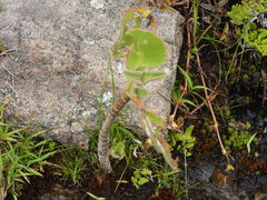 Kalanchoe pubescens (Kalanchoe pubescens)
