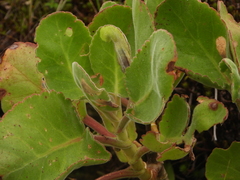 Kalanchoe pubescens (Kalanchoe pubescens)