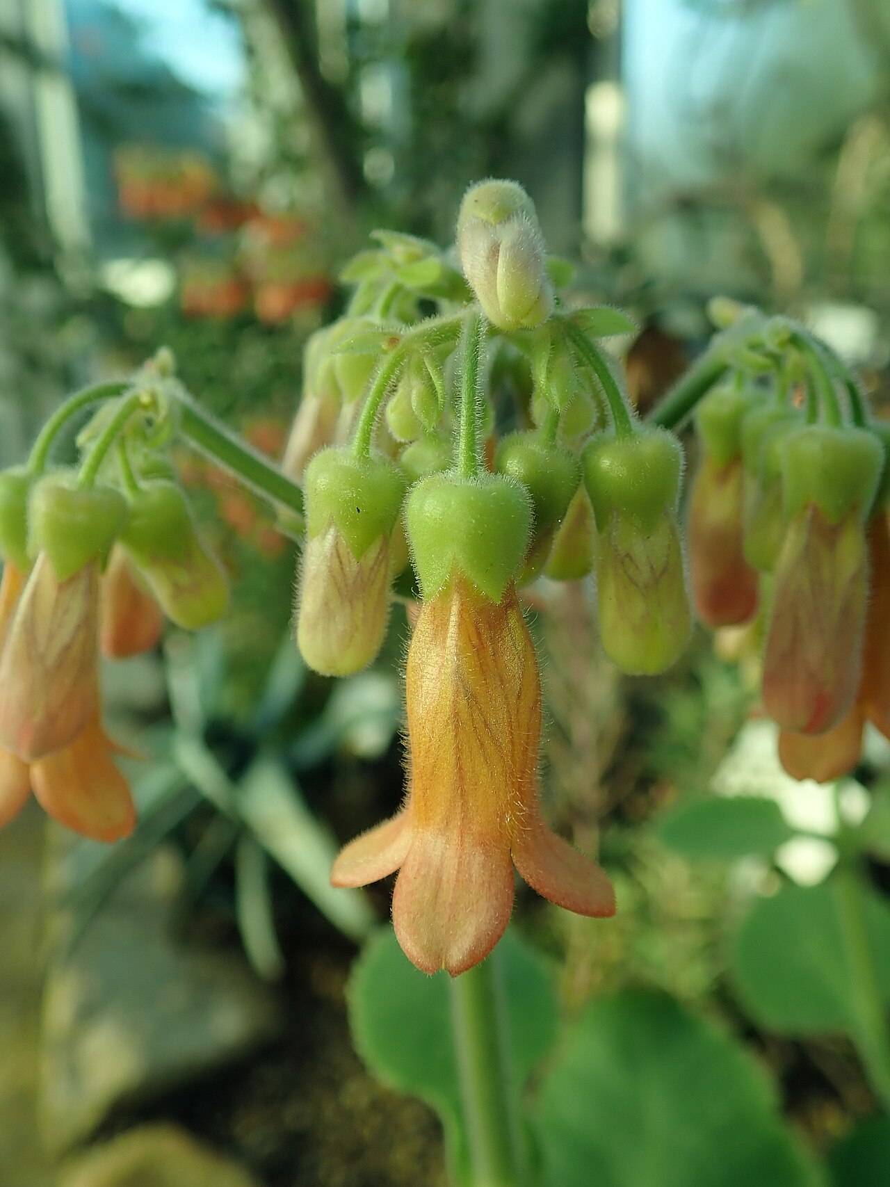 Kalanchoe pubescens: Kalanchoe pubescens , botanical garden in Berlin.