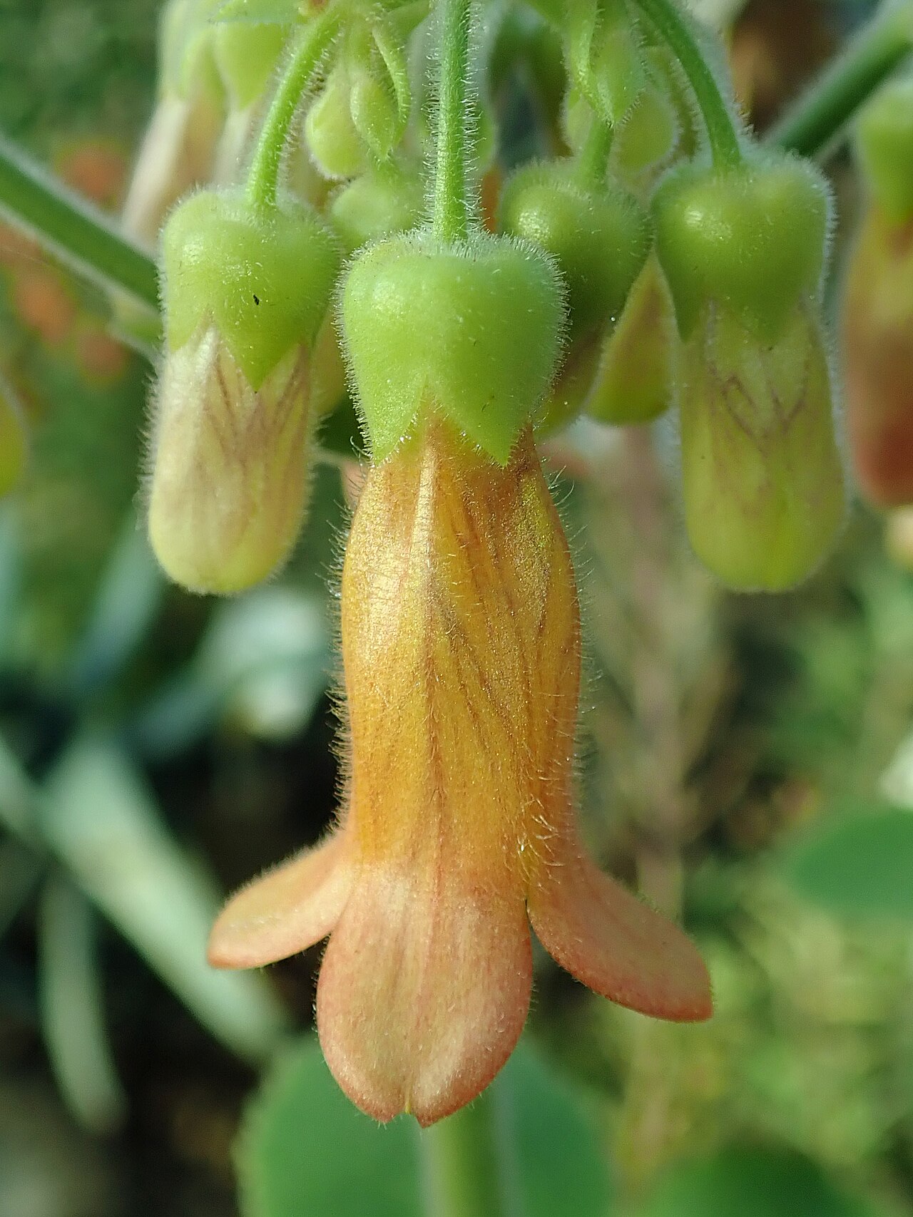Kalanchoe pubescens: Kalanchoe pubescens , botanical garden in Berlin.