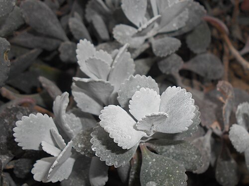 Flower dust plant: Kalanchoe pumila , Botanischer Garten Berlin.