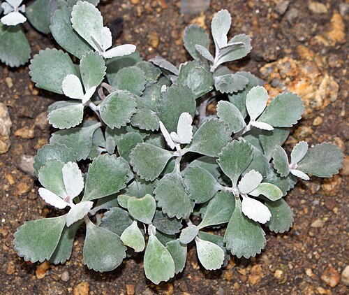 Flower dust plant: Kalanchoe pumila
