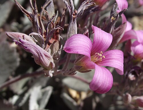 Flower dust plant: Kalanchoe pumila at the Los Angeles County Arboretum, Arcadia, California, USA. Identified by sign.