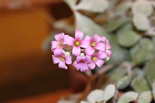 Flower dust plant: Kalanchoe pumila en taken at the 2011 New England Flower show in Boston , Massachusetts .