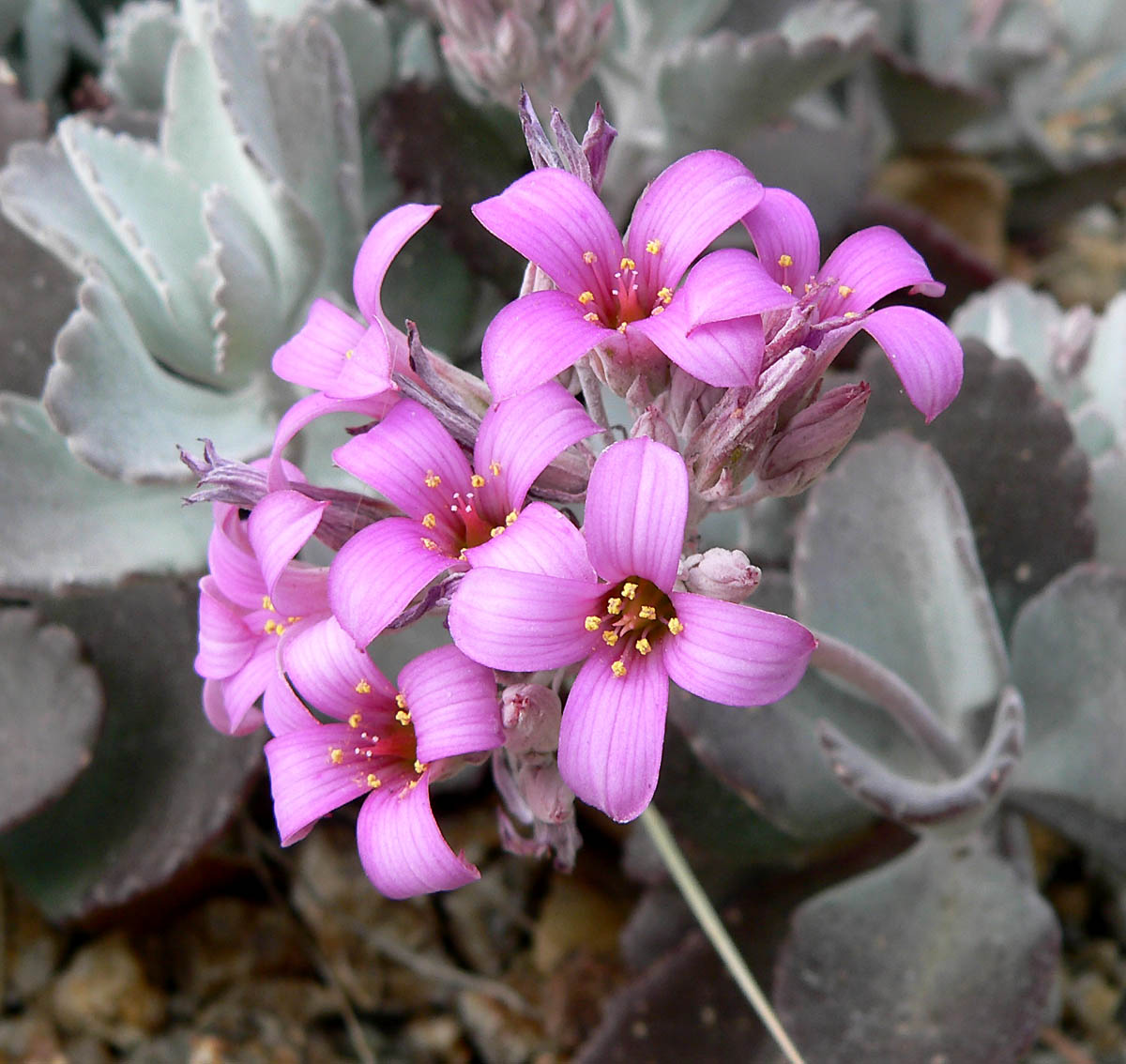 Flower dust plant: Photo of Kalanchoe pumila at the University of California Botanical Garden