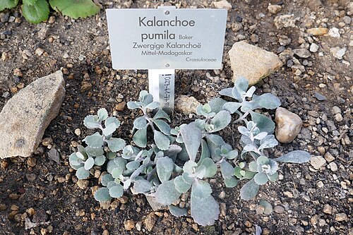 Flower dust plant: Kalanchoe pumila Baker. Centre de Madagascar. Jardin botanique de Berlin.