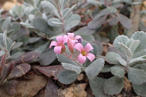Flower dust plant: Kalanchoe pumila in the Botanischer Garten, Berlin-Dahlem