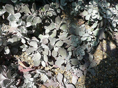 Flower dust plant: Kalanchoe pumila
