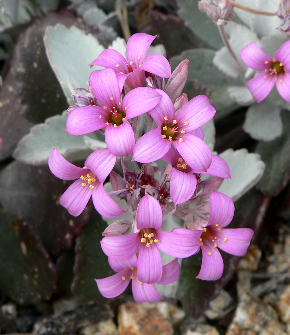 Flower dust plant: Photo of Kalanchoe pumila at the University of California Botanical Garden