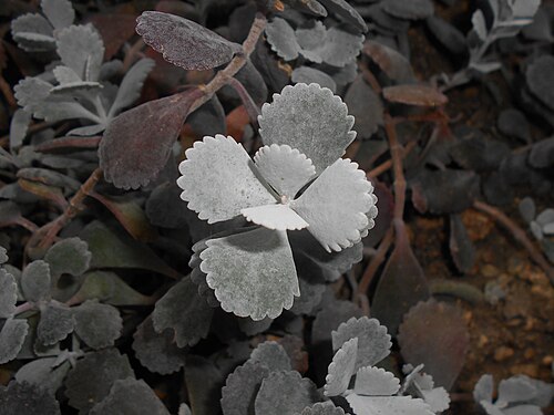 Flower dust plant: Kalanchoe pumila , Botanischer Garten Berlin.